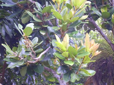 Palaquium formosanum, photographed by 胡正恆(Jackson Hu)