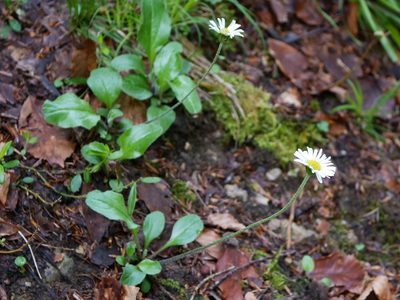 Aster bellidiastrum, photographed by Wolfgang Jauch