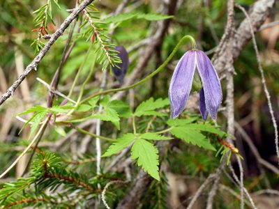 Clematis alpina, photographed by Wolfgang Jauch