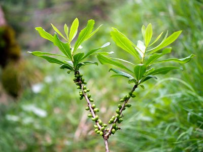 Daphne mezereum, photographed by Wolfgang Jauch