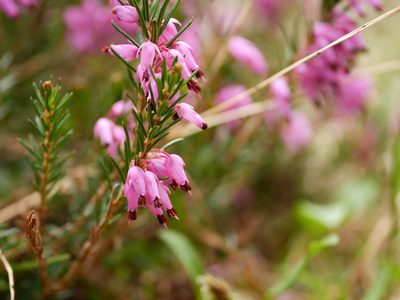 Erica carnea, photographed by Wolfgang Jauch
