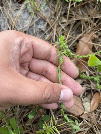Symphyotrichum walteri, photographed by Brandon Corder