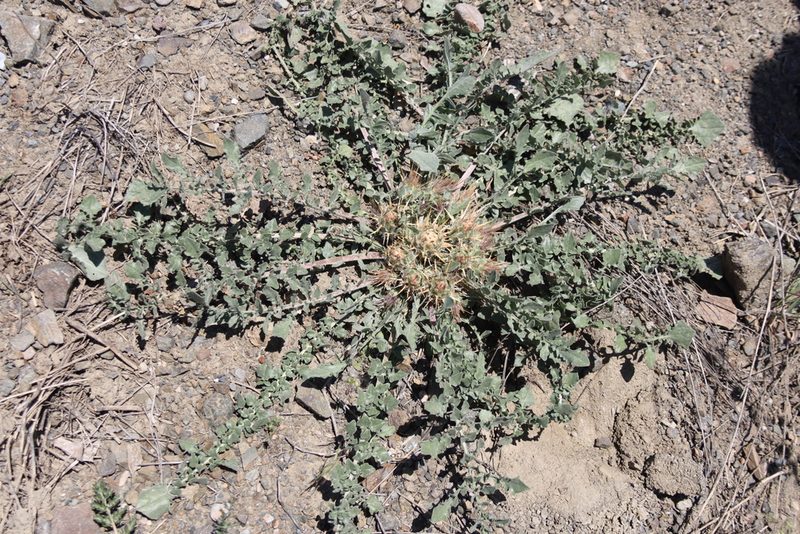 Centaurea urvillei, photographed by Edmundas Greimas