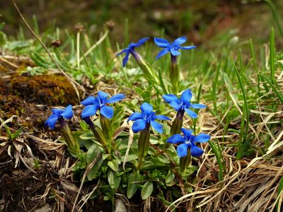 Gentiana verna, photographed by Wolfgang Jauch