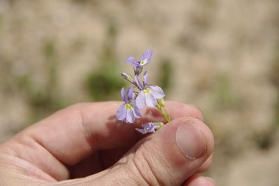 Lobelia berlandieri