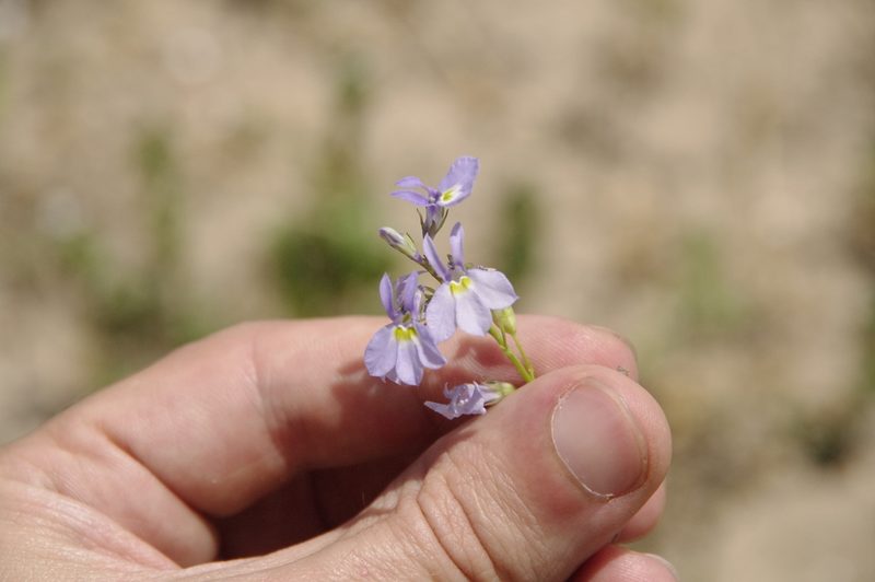 Lobelia berlandieri, photographed by Eric Knight