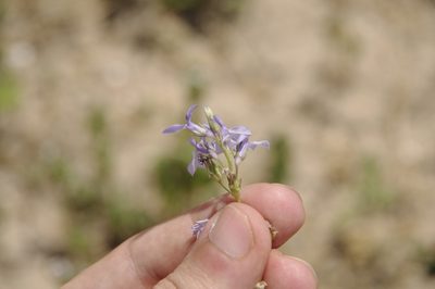 Lobelia berlandieri, photographed by Eric Knight