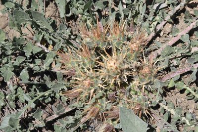 Centaurea urvillei, photographed by Edmundas Greimas