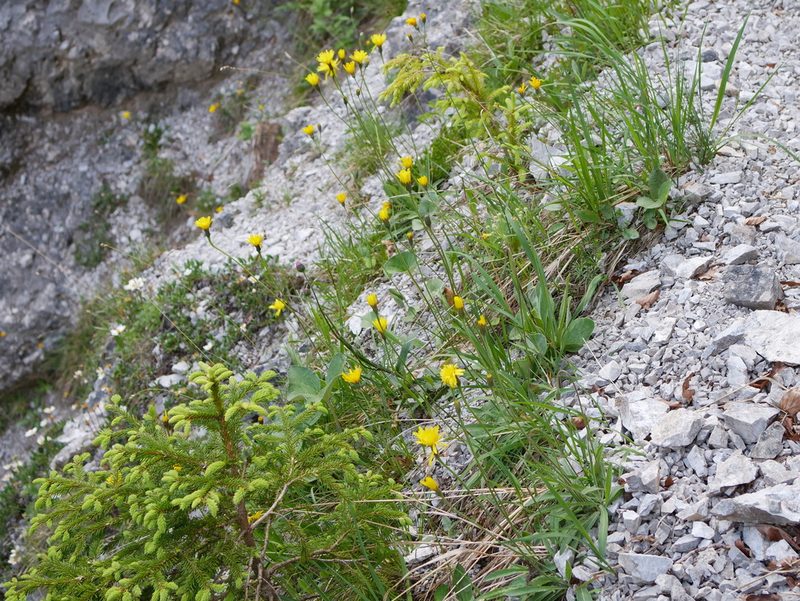 Leontodon incanus, photographed by Wolfgang Jauch