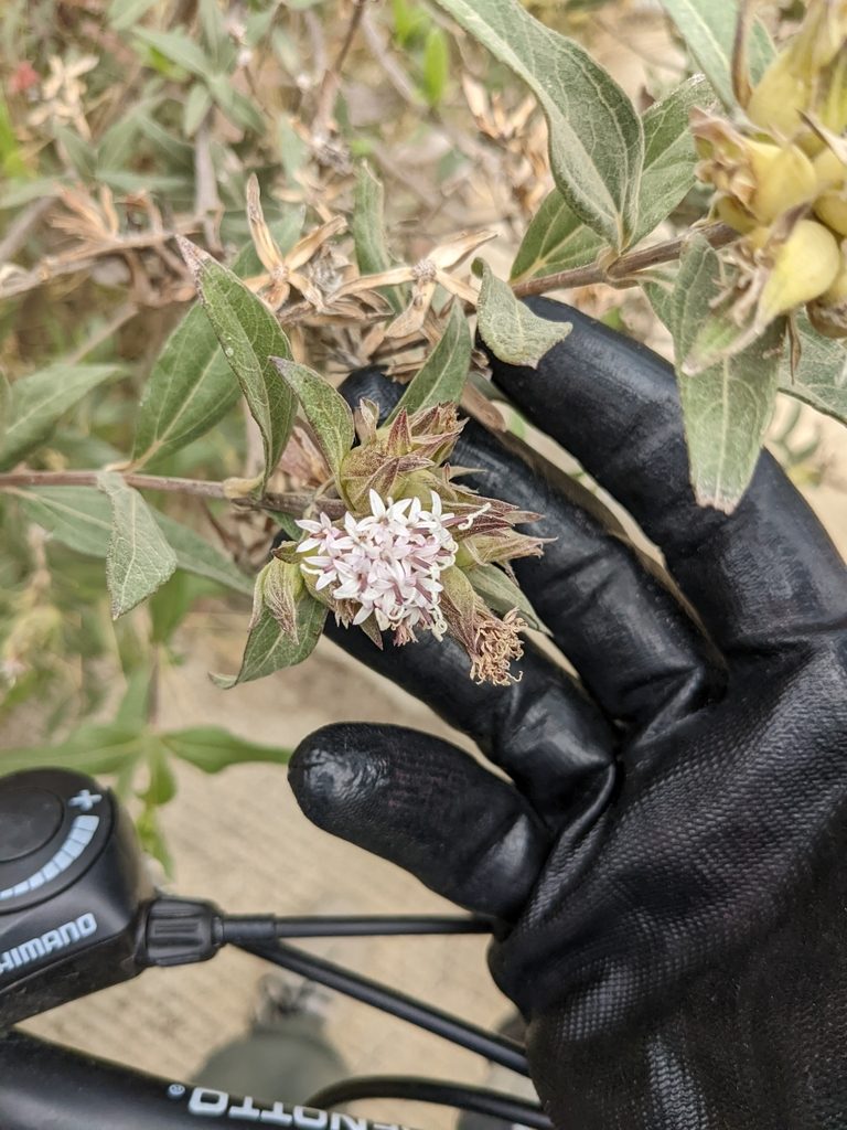 Lagascea rigida, photographed by Connor McInerney
