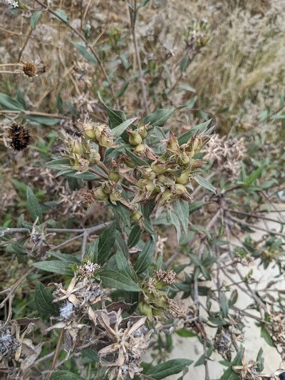 Lagascea rigida, photographed by Connor McInerney