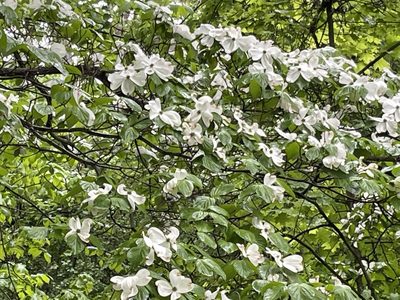 Cornus florida, photographed by Margaret Northfield
