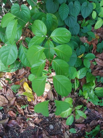 Banisteriopsis caapi, photographed by Kurt Miller