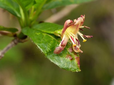 Lonicera alpigena, photographed by Wolfgang Jauch