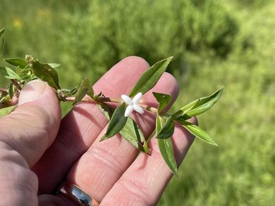 Diodia virginiana, photographed by CK2AZ