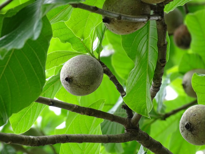 Genipa americana, photographed by Alexis López Hernández