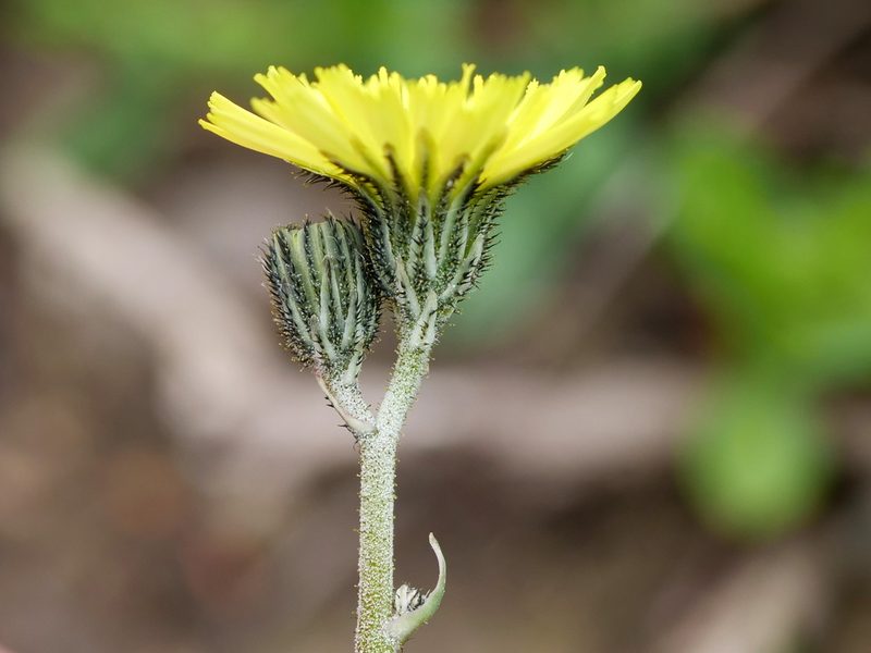 Pilosella lactucella, photographed by Wolfgang Jauch