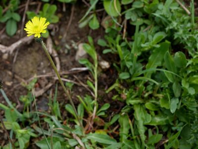 Pilosella lactucella, photographed by Wolfgang Jauch