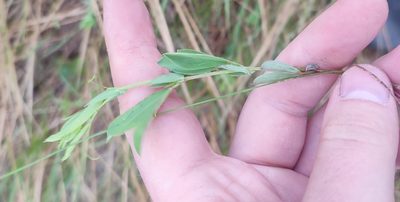 Lathyrus tuberosus, photographed by Yurii Basov