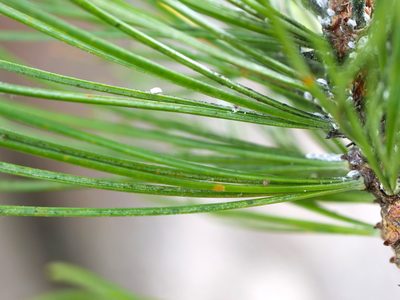 Pinus cembra, photographed by Wolfgang Jauch