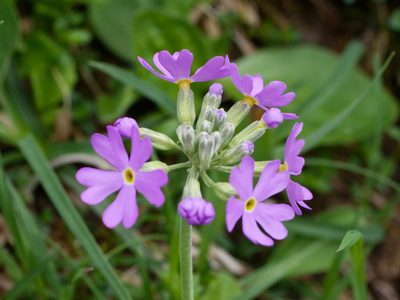 Primula farinosa, photographed by Wolfgang Jauch