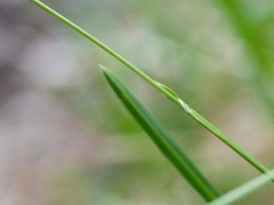 Sesleria caerulea, photographed by Wolfgang Jauch