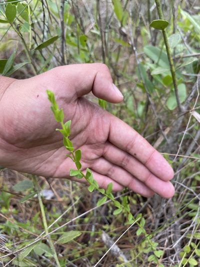 Pycnanthemum nudum, photographed by Brandon Corder