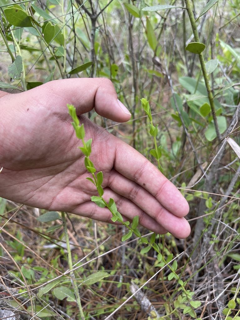 Pycnanthemum nudum, photographed by Brandon Corder