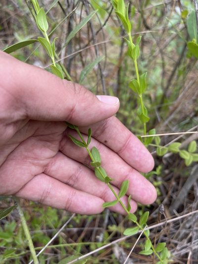 Pycnanthemum nudum, photographed by Brandon Corder