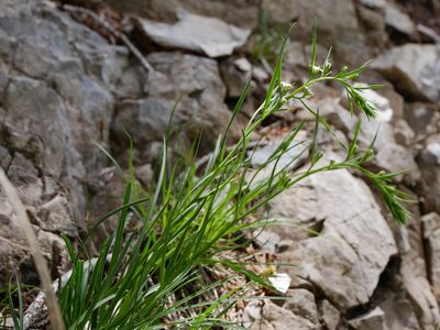 Thesium alpinum, photographed by Wolfgang Jauch