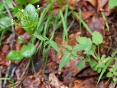 Valeriana tripteris, photographed by Wolfgang Jauch