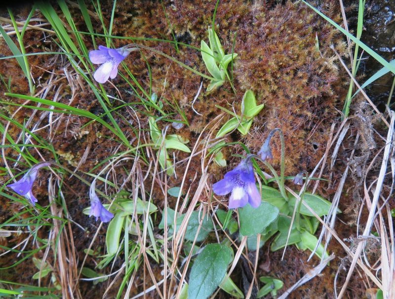 Pinguicula leptoceras, photographed by Marco Mussita