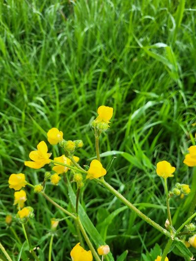 Ranunculus constantinopolitanus, photographed by Dmitriy Bochkov