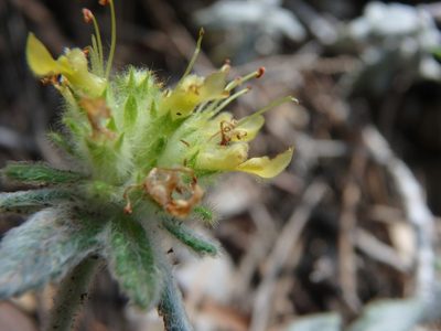 Teucrium aureum, photographed by Daniel Cahen