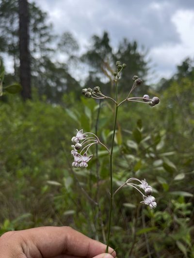 Asclepias cinerea, photographed by Brandon Corder