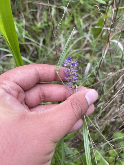 Orbexilum virgatum, photographed by Brandon Corder