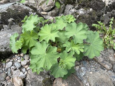Alchemilla mollis, photographed by Chase Mathey