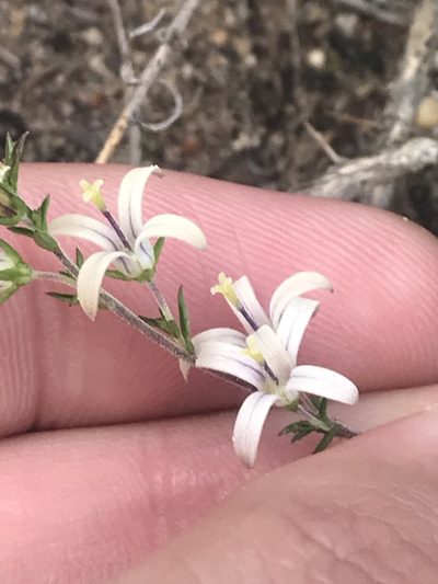 Wahlenbergia neostricta, photographed by Ren Hoekstra