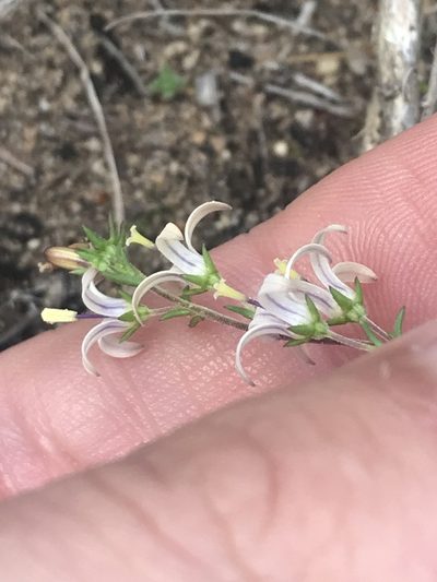 Wahlenbergia neostricta, photographed by Ren Hoekstra