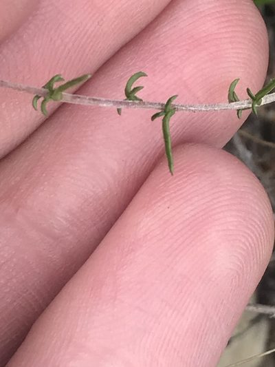 Wahlenbergia neostricta, photographed by Ren Hoekstra