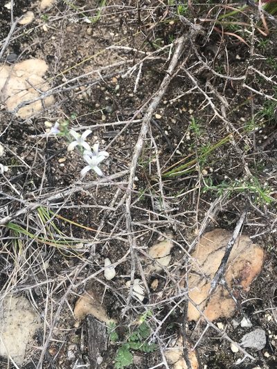 Wahlenbergia neostricta, photographed by Ren Hoekstra