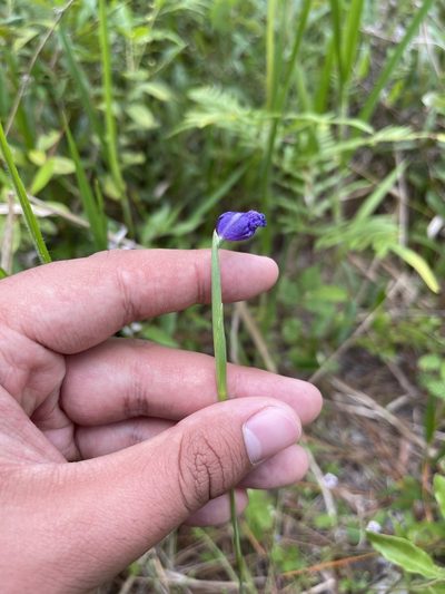 Salpingostylis caelestina, photographed by Brandon Corder