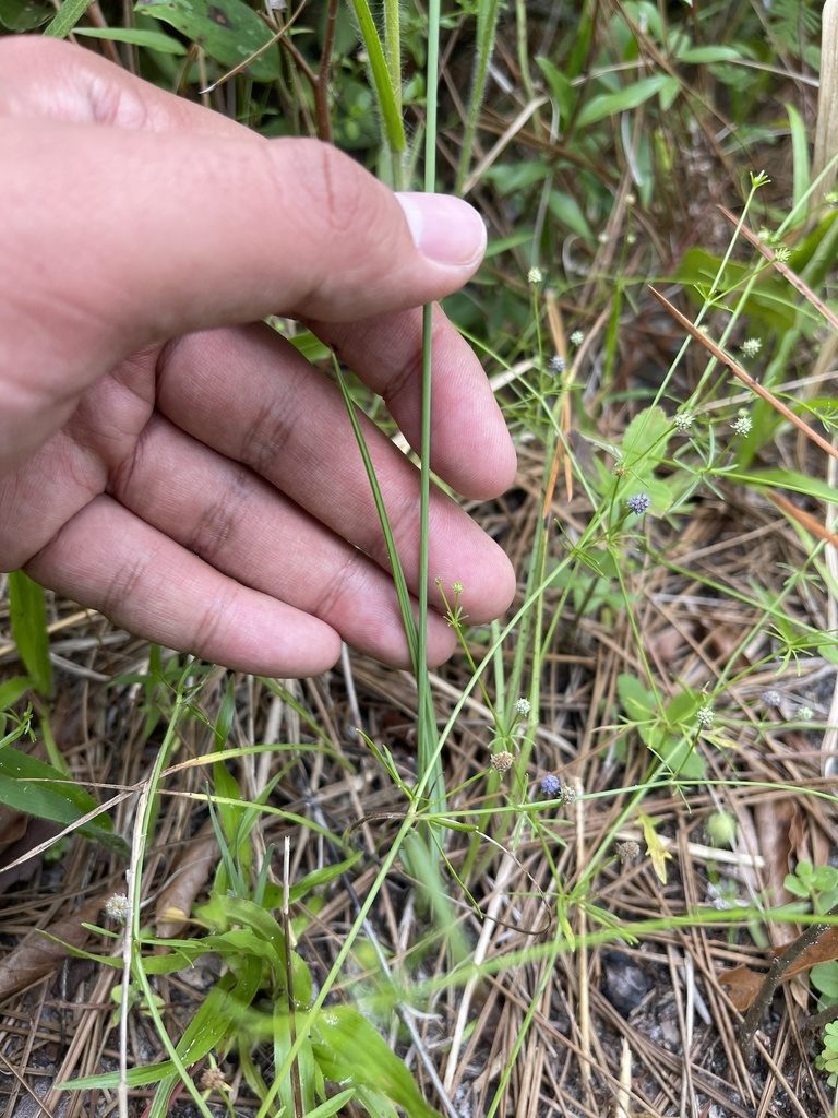 Salpingostylis caelestina, photographed by Brandon Corder