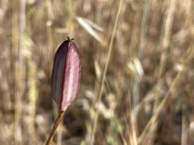 Calochortus catalinae, photographed by Dee Shea Himes