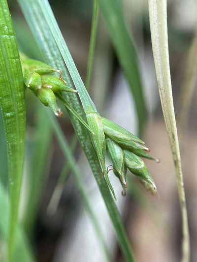 Carex willdenowii, photographed by Zihao Wang
