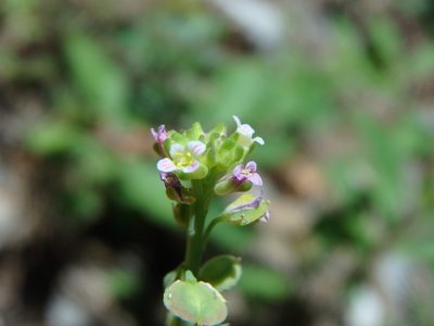 Aethionema saxatile, photographed by Daniel Cahen