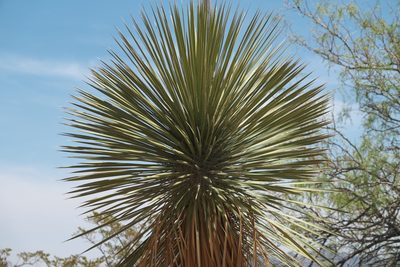 Yucca elata, photographed by Robert Webster