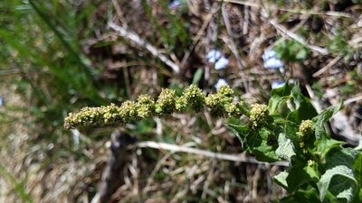 Blitum bonus-henricus, photographed by Philipp