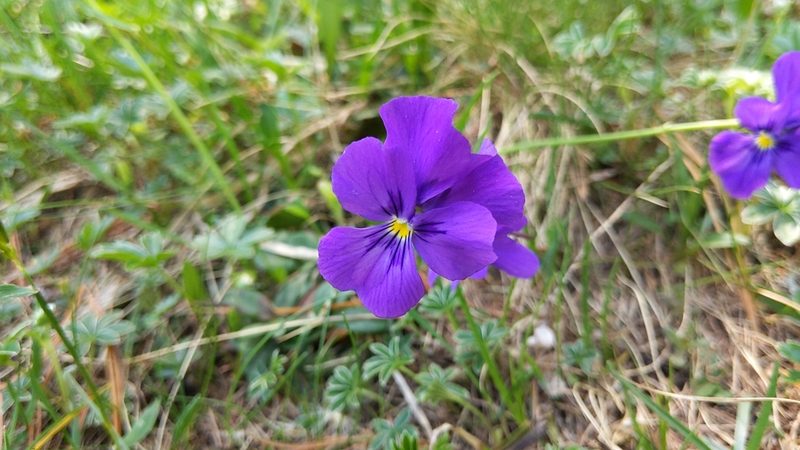 Viola calcarata, photographed by Philipp