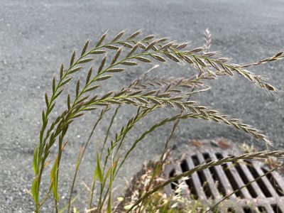 Lolium multiflorum, photographed by Jeff Harter